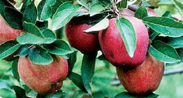 Stark Delicious Apfel