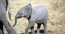 Bébé éléphant
