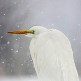 Grande aigrette dans la neige