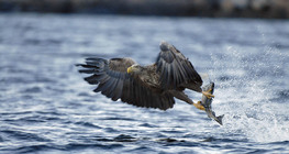 Seeadler beim Fischen