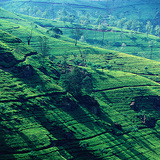 Theeplantage