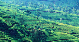 Plantation de thé