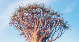 Afrikanischer Affenbrotbaum