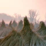 Geoogst riet verpakt in bundels