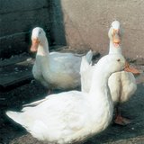 Canards domestiques