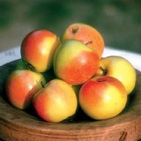 Appels
