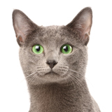 Kat