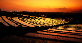 Rizières en terrasse à Bali