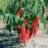 Paprika's