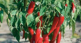 Rote und gelbe Paprikas