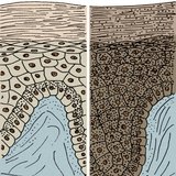 Haut eines schwarzen und eines weißen Menschen