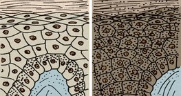 Haut eines schwarzen und eines weißen Menschen