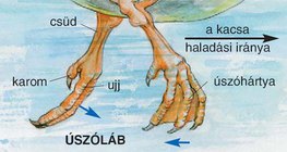 Kacsa úszólába