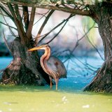 Purperreiger