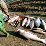 Dode vissen na de Tisza cyanidelekkage in 2000