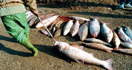 Poissons morts après la catastrophe de Baia Mare de 2000, quand du cyanure a pollué la Tisza