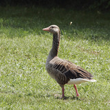 Grauwe gans