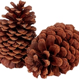 Cone