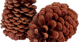 Cone