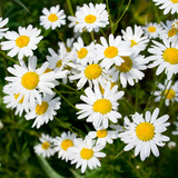 camomille