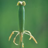 A tulip after fertilization