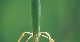 Tulpe nach der Befruchtung