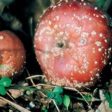 Appels besmet met Monilia-rot