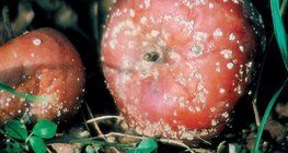 Von Monilia befallene Äpfel