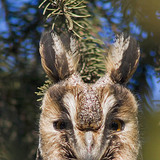 Long-eared owl
