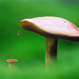 Pilz mit Spinne