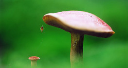 Pilz mit Spinne
