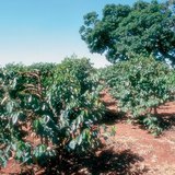 Kaffeeplantage in Kenia