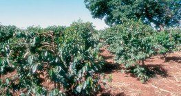 Kaffeeplantage in Kenia