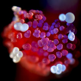 Pistil de fleur de mirabilis avec grain de pollen