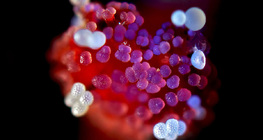 Wunderblume, Stempel mit Blütenstaub