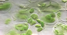 Plastes de plante (chloroplastes)