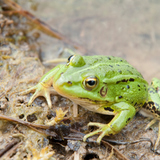 Grenouille