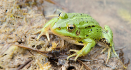 Grenouille