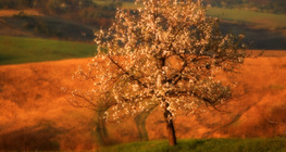 Kirschbaum in voller Blüte