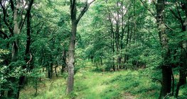 Forêt de chênes