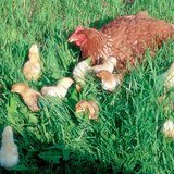 Poule et poussins
