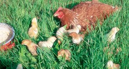 Henne und ihre Küken