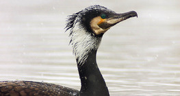 cormoran