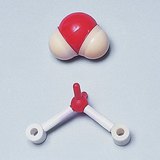 Ruimtevullend model en ball-and-stick-model van een watermolecuul