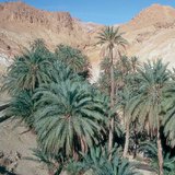 Oasis met dadels in Tunesië