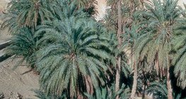 Dattenpalmen in einer Oase in Tunesia