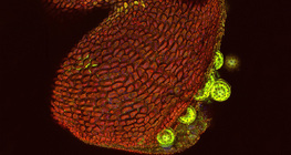 Wunderblüte, sich öffnender Staubbeutel (konfokales Laser-Scanning-Mikroskop)