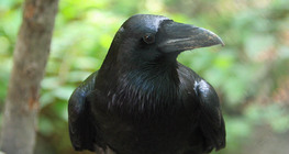 Corbeau