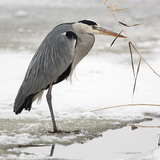 Blauwe reiger