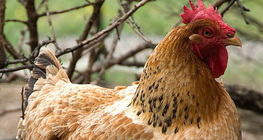 Poule